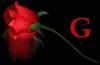 <b>Название: </b>rose g, <b>Добавил:<b> samanta<br>Размеры: 174x114, 37.2 Кб