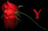 <b>Название: </b>rose y, <b>Добавил:<b> samanta<br>Размеры: 174x114, 36.7 Кб