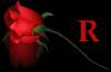<b>Название: </b>rose r, <b>Добавил:<b> samanta<br>Размеры: 174x114, 37.3 Кб
