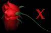 <b>Название: </b>rose x, <b>Добавил:<b> samanta<br>Размеры: 174x114, 37.1 Кб